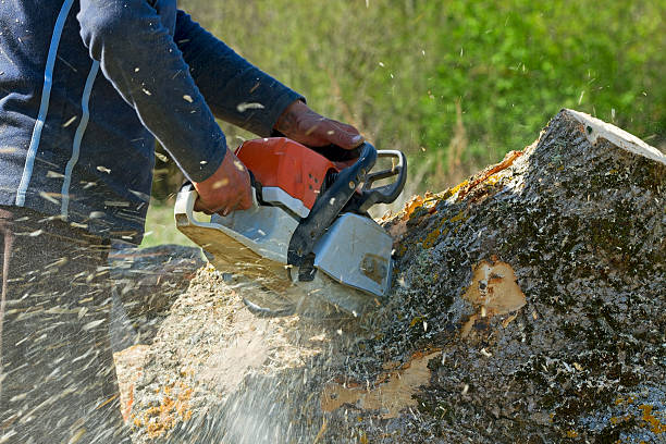 Best Tree Cutting Near Me  in Grace, ID